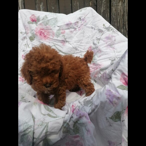 Miniature Poodle - Both