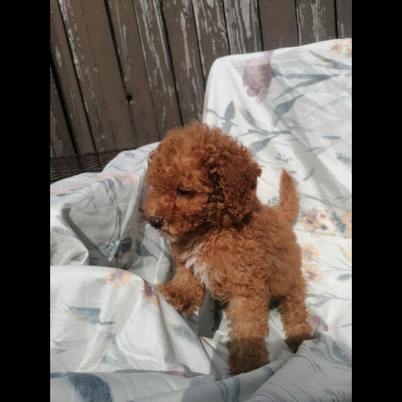 Miniature Poodle - Both