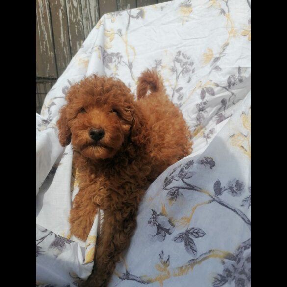 Miniature Poodle - Both