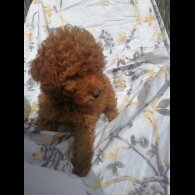 Miniature Poodle - Both