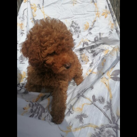 Miniature Poodle - Both