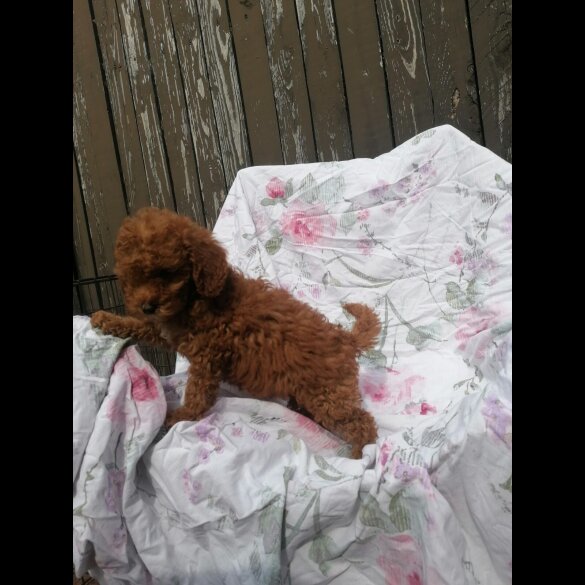 Miniature Poodle - Both
