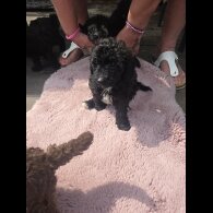 Miniature Poodle - Both