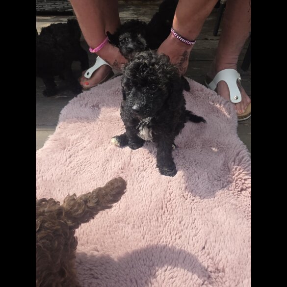 Miniature Poodle - Both