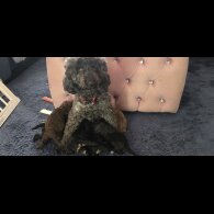 Miniature Poodle - Both