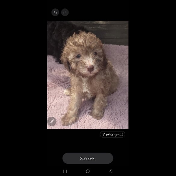 Miniature Poodle - Both