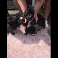 Miniature Poodle - Both