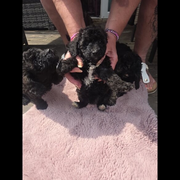 Miniature Poodle - Both