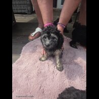 Miniature Poodle - Both