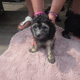 Miniature Poodle - Both