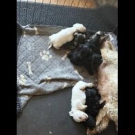 Miniature Schnauzer - Both