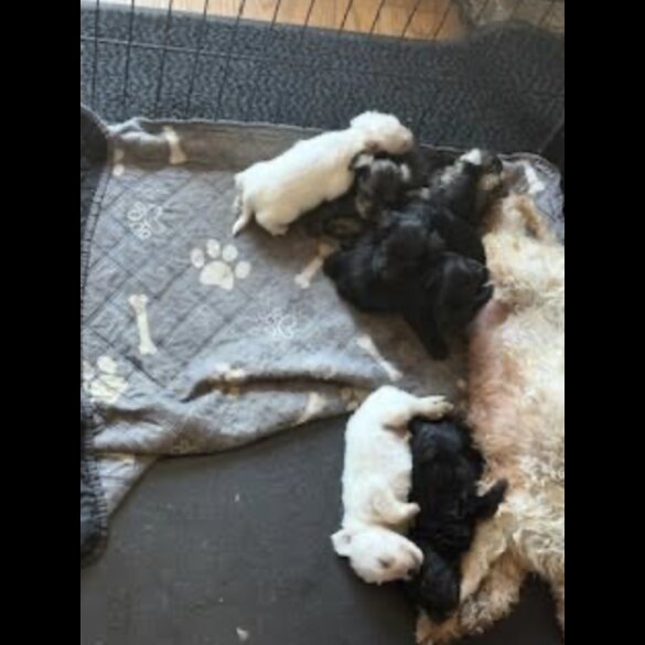 Miniature Schnauzer - Both