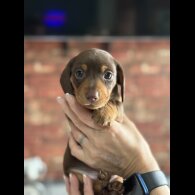 Dachshund (Standard &amp; Miniature) - Bitches