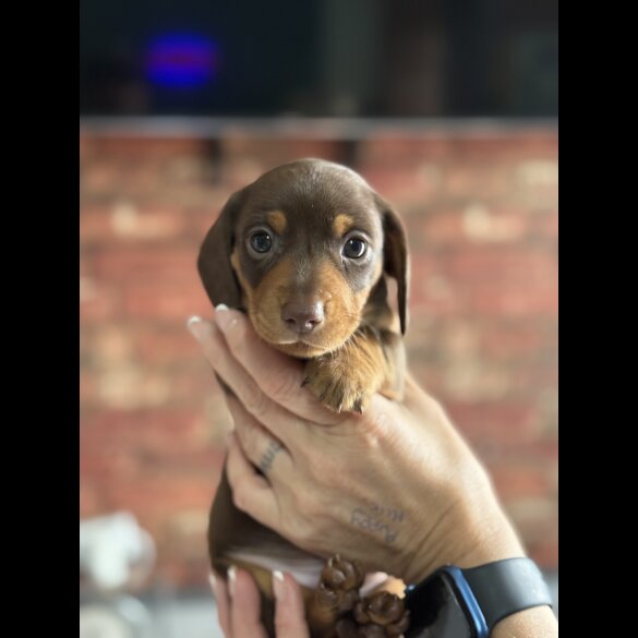 Dachshund (Standard &amp; Miniature) - Bitches