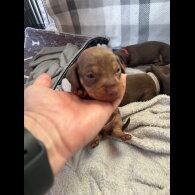 Dachshund (Standard &amp; Miniature) - Bitches