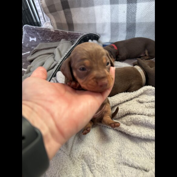 Dachshund (Standard &amp; Miniature) - Bitches