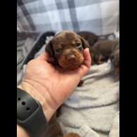 Dachshund (Standard &amp; Miniature) - Bitches