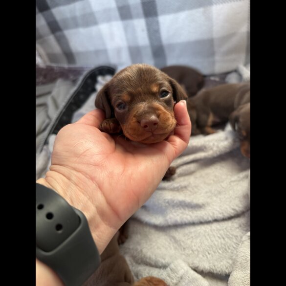 Dachshund (Standard &amp; Miniature) - Bitches