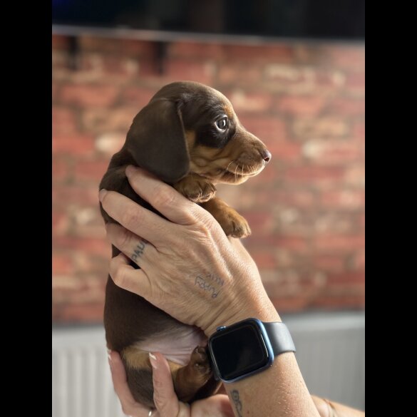 Dachshund (Standard &amp; Miniature) - Bitches