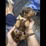 Dachshund (Standard &amp; Miniature) - Bitches