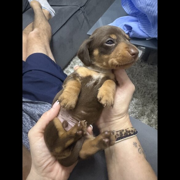 Dachshund (Standard &amp; Miniature) - Bitches