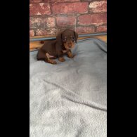 Dachshund (Standard &amp; Miniature) - Bitches