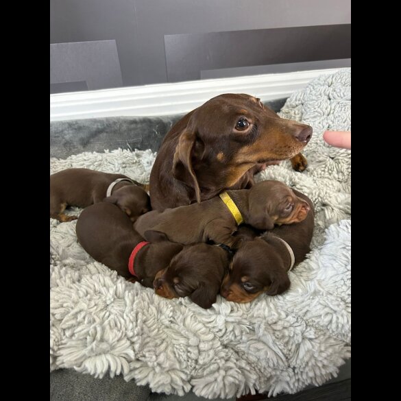 Dachshund (Standard &amp; Miniature) - Bitches