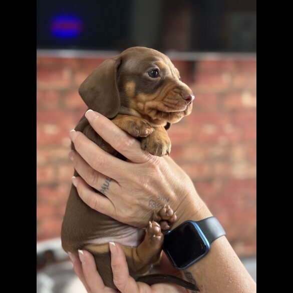 Dachshund (Standard &amp; Miniature) - Bitches
