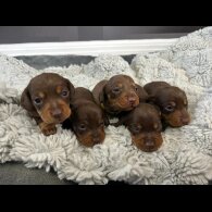Dachshund (Standard &amp; Miniature) - Bitches