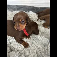 Dachshund (Standard &amp; Miniature) - Bitches