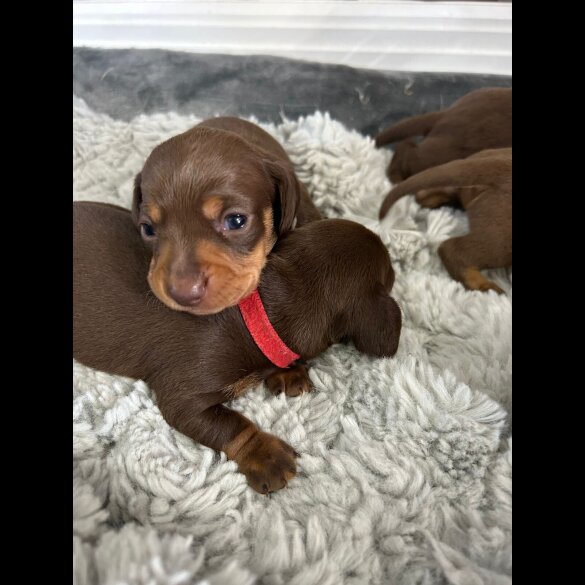 Dachshund (Standard &amp; Miniature) - Bitches