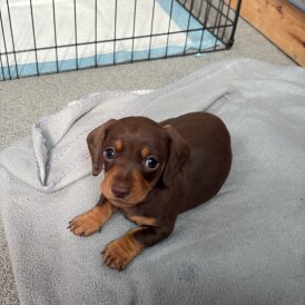 Dachshund (Standard &amp; Miniature) - Bitches