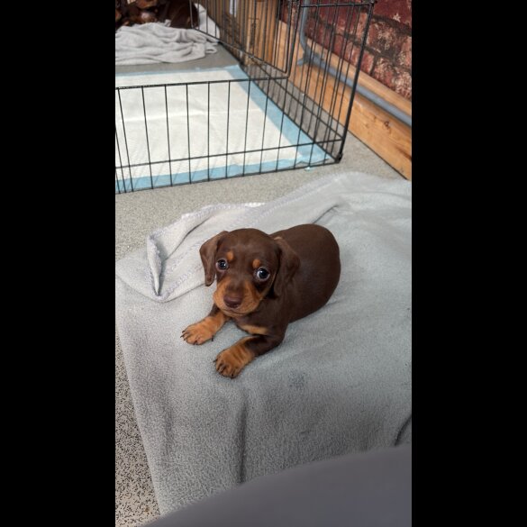 Dachshund (Standard &amp; Miniature) - Bitches