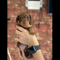 Dachshund (Standard &amp; Miniature) - Bitches
