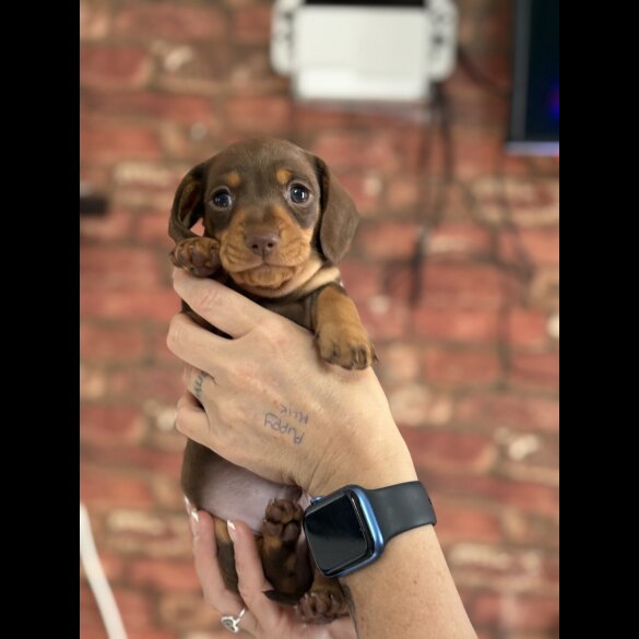 Dachshund (Standard &amp; Miniature) - Bitches