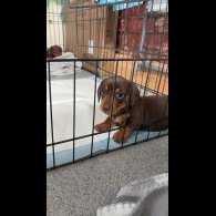 Dachshund (Standard &amp; Miniature) - Bitches