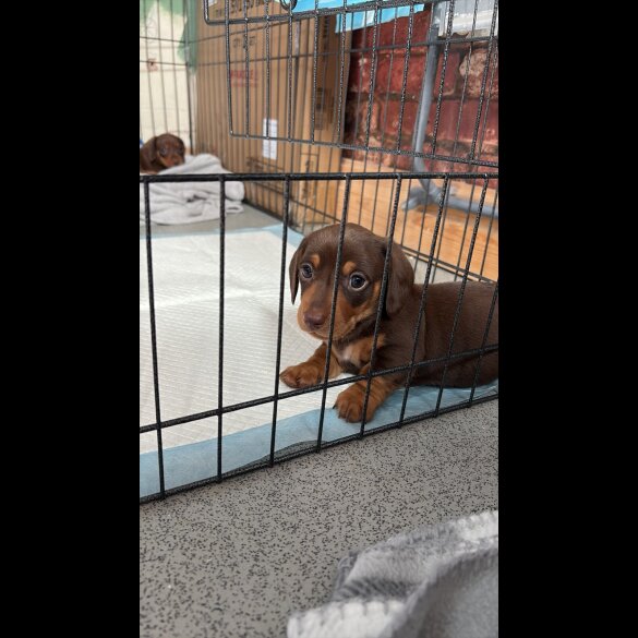 Dachshund (Standard &amp; Miniature) - Bitches