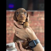Dachshund (Standard &amp; Miniature) - Bitches