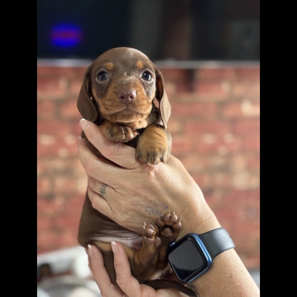 Dachshund (Standard &amp; Miniature) - Bitches
