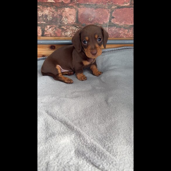 Dachshund (Standard &amp; Miniature) - Bitches