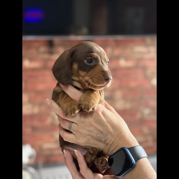 Dachshund (Standard &amp; Miniature) - Bitches