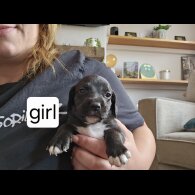 Mixed Breed - Both