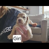 Mixed Breed - Both