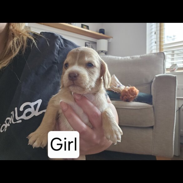 Mixed Breed - Both