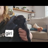 Mixed Breed - Both