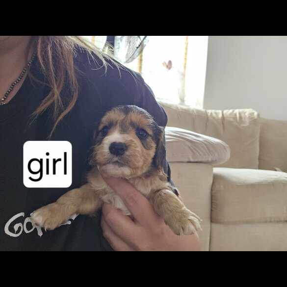 Mixed Breed - Both