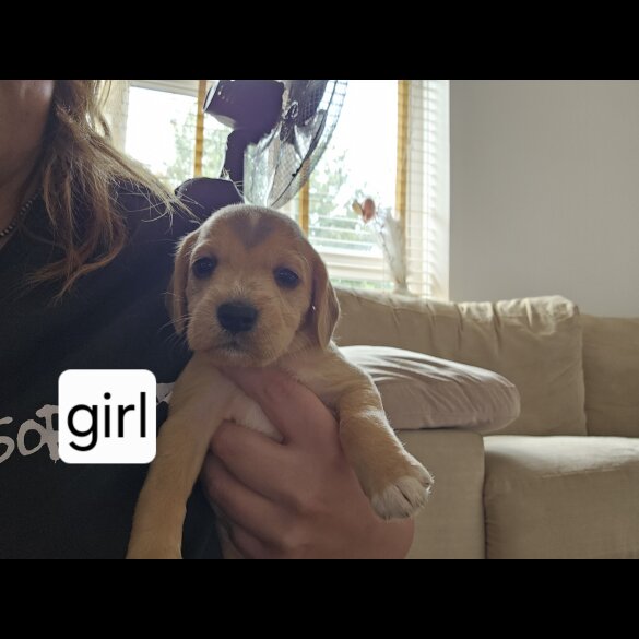 Mixed Breed - Both
