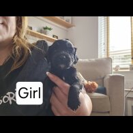 Mixed Breed - Both