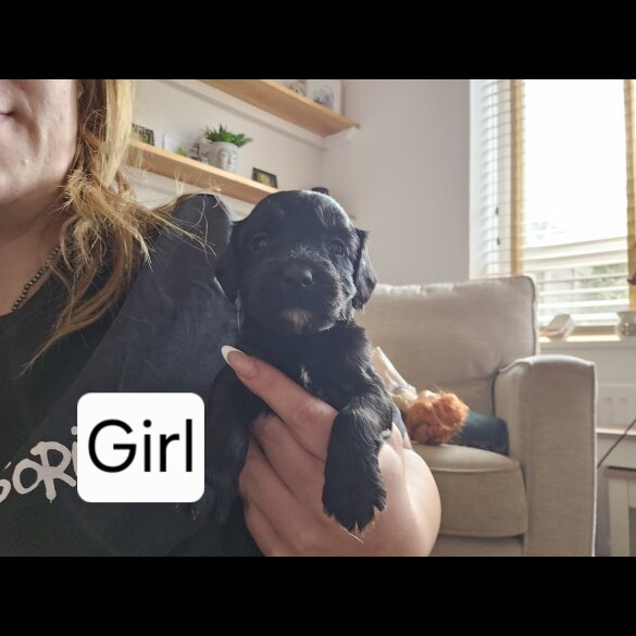 Mixed Breed - Both