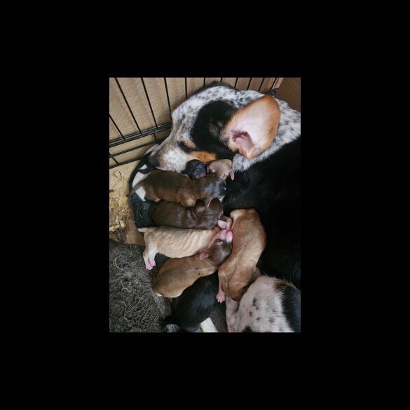 Mixed Breed - Both